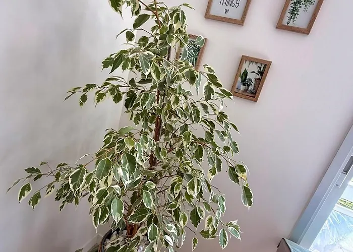 Les Pins 2 Personnes *